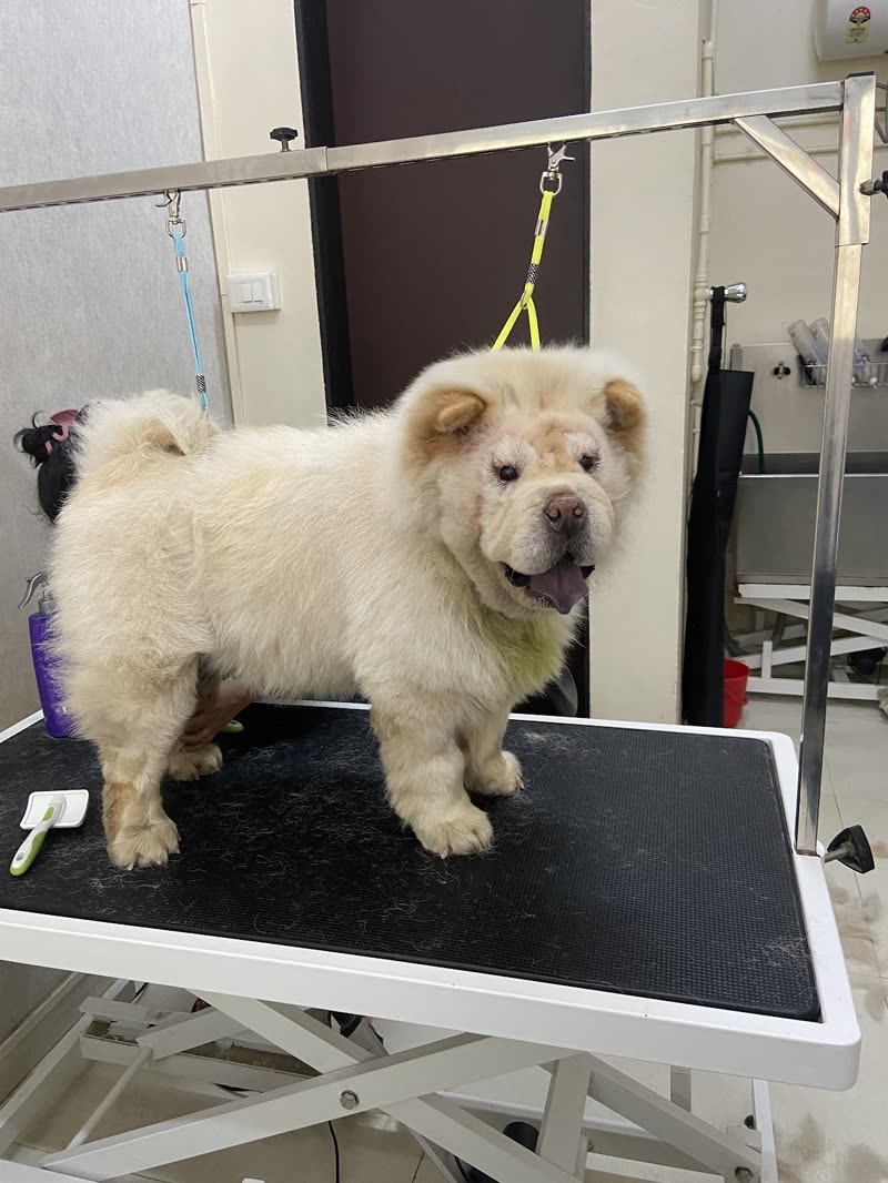 A finished cream Chow Chow standing in full side profile on the grooming table
