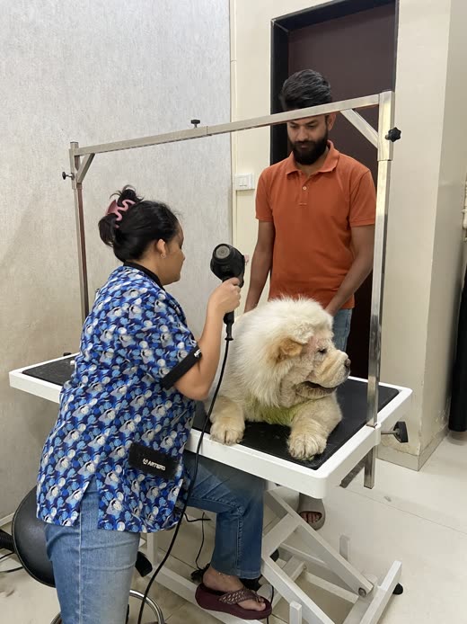 A groomer blow-drying a cream Chow Chow on the grooming table while a colleague steadies the dog