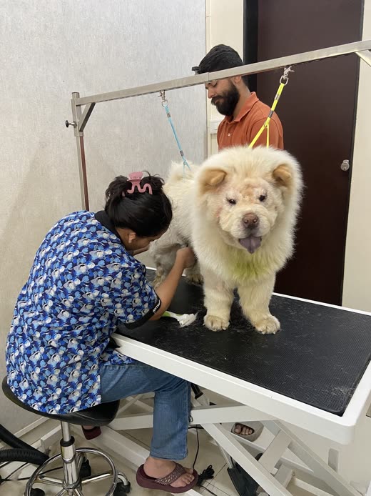 A groomer kneeling to brush out a fluffed cream Chow Chow on the grooming table