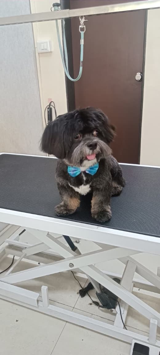 A small dark Shih Tzu in a blue bow tie sitting on the grooming table after a groom