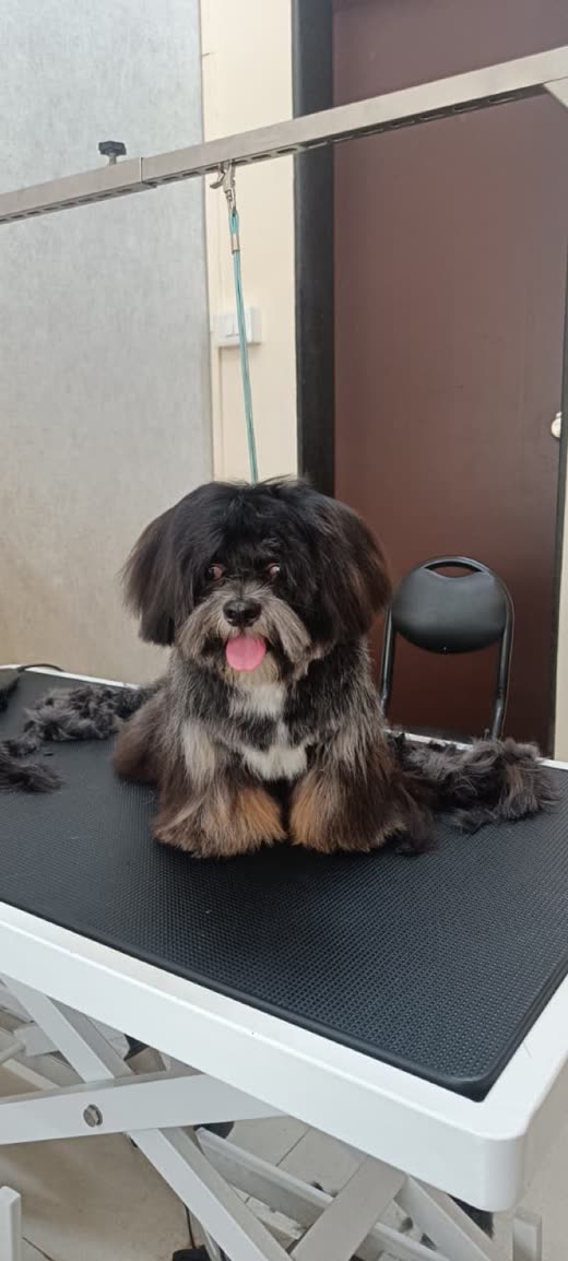 A black-and-tan Shih Tzu sitting on the grooming table after a trim