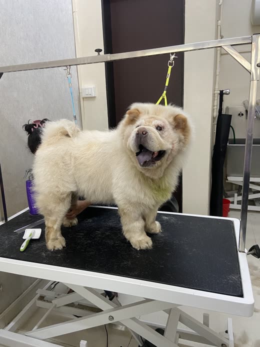 A freshly groomed cream Chow Chow standing on the grooming table, coat fluffed
